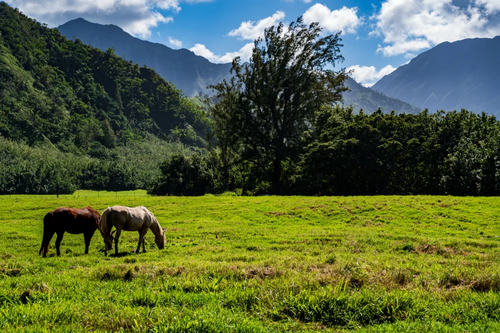 Kauai Horses