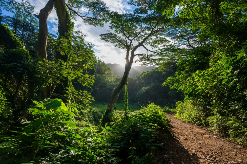 Manoa Falls Trail, Oahu, Hawaii