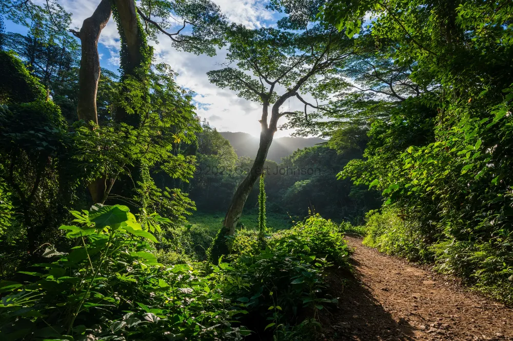 Sunlight filters through lush tropical forest along the dirt Manoa Falls Trail on Oahu, with misty green mountains beyond.