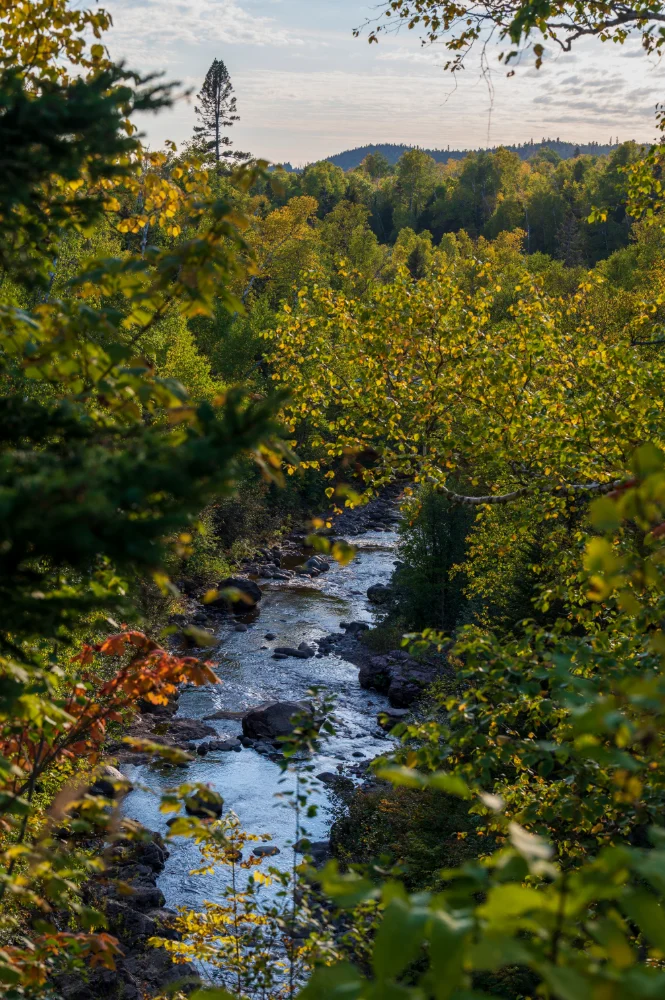 River through the trees