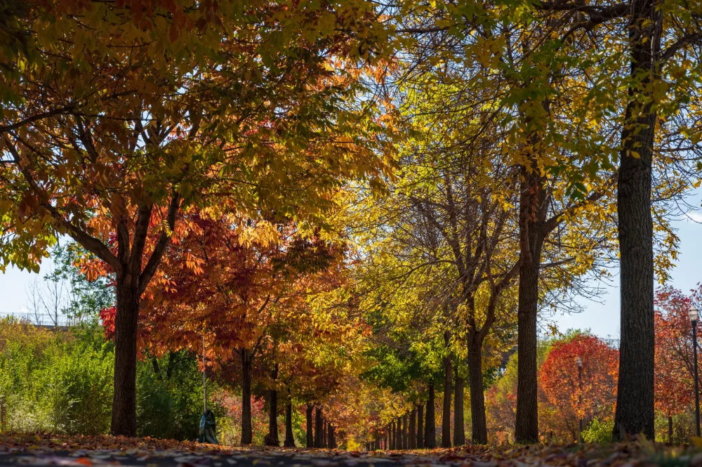 Fall in MN