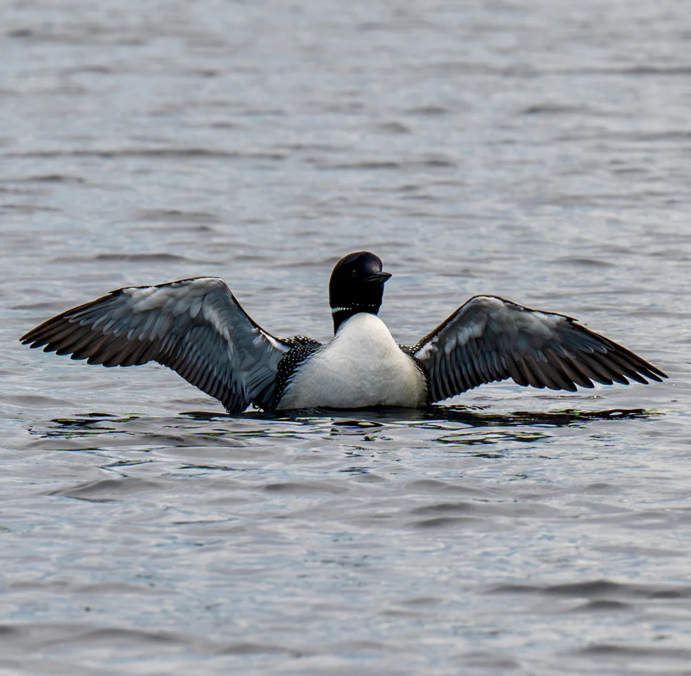 MN State Bird