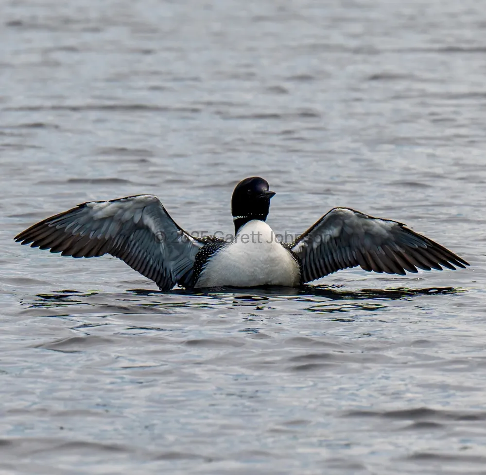 A common loon spreads its wings wide on the rippled gray water of White Iron Lake near Ely, Minnesota.